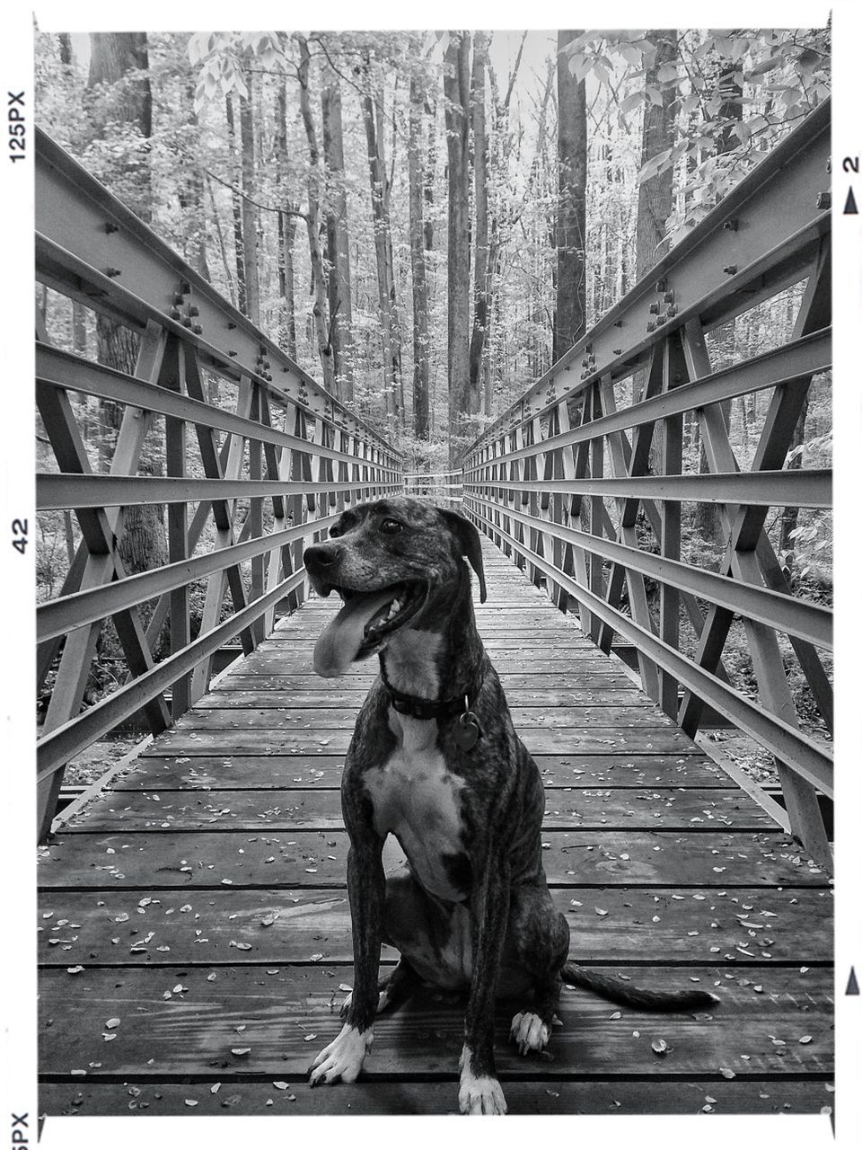 Dog panting on wooden footbridge in forest