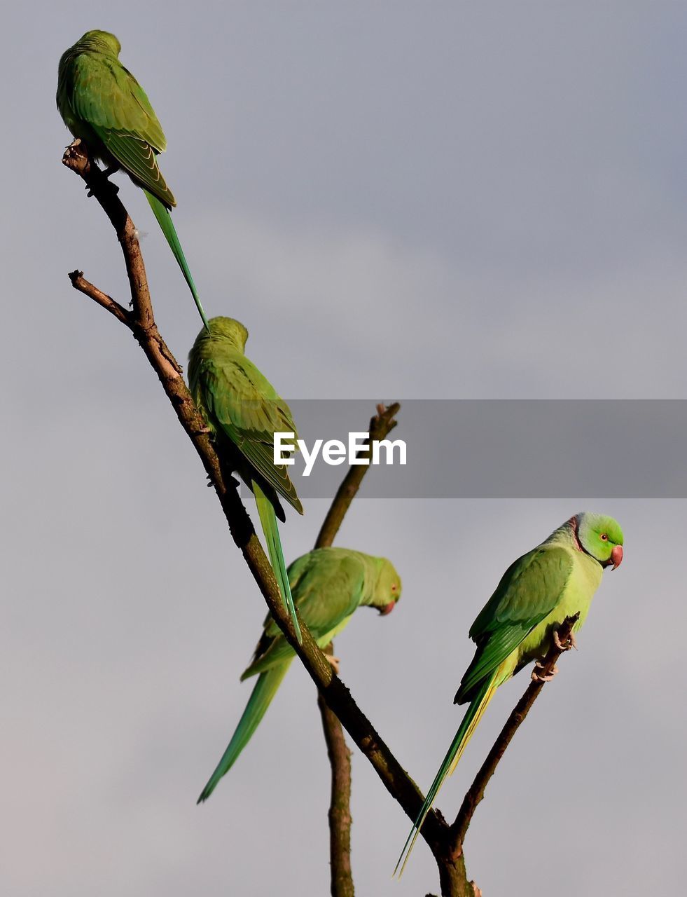 CLOSE-UP OF PARROT PERCHING ON TREE