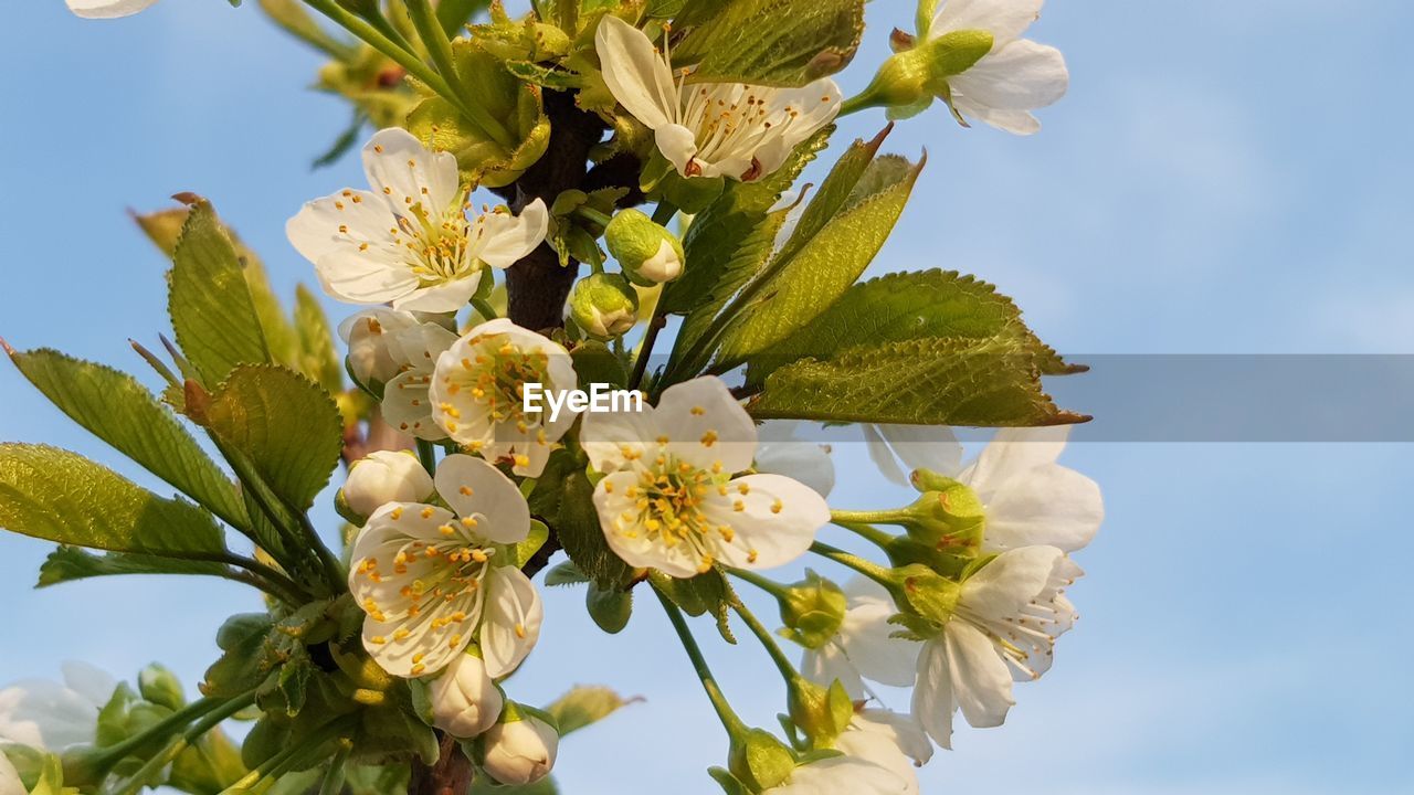 Low angle view of white flowering plant against sky