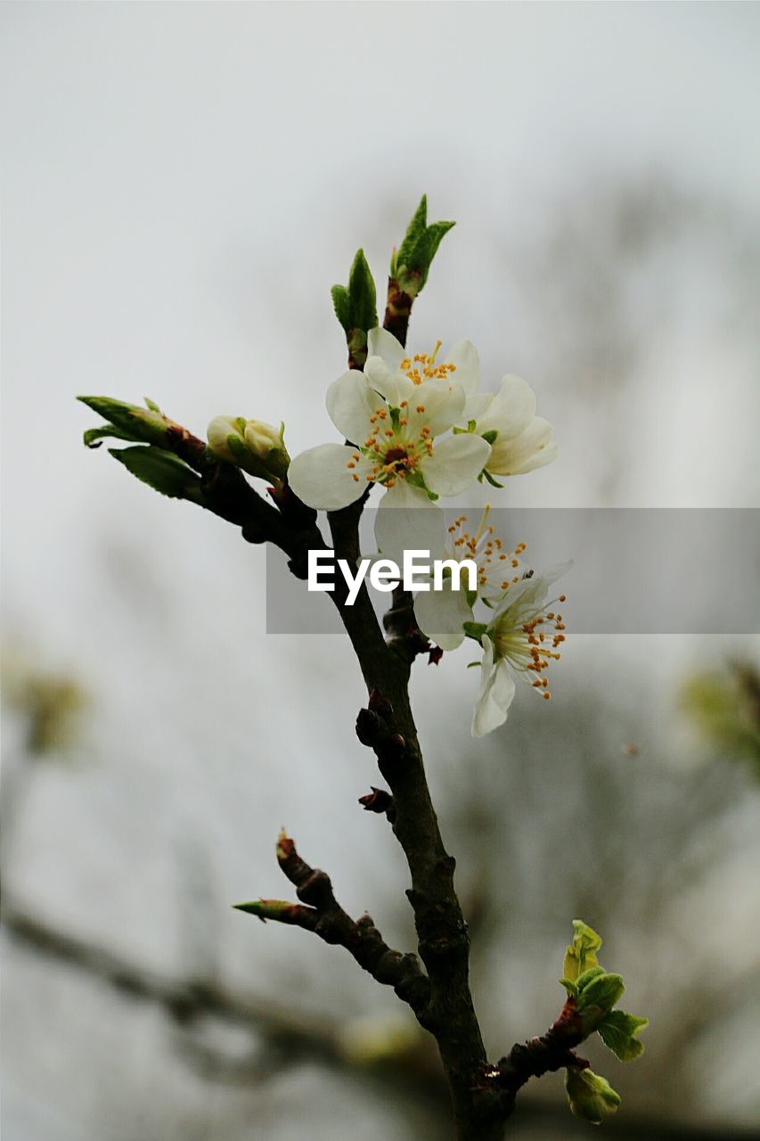 Close-up of white flowers blooming in park