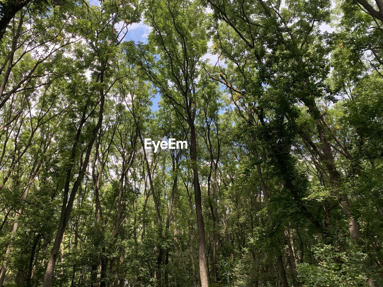 LOW ANGLE VIEW OF TREES AT FOREST