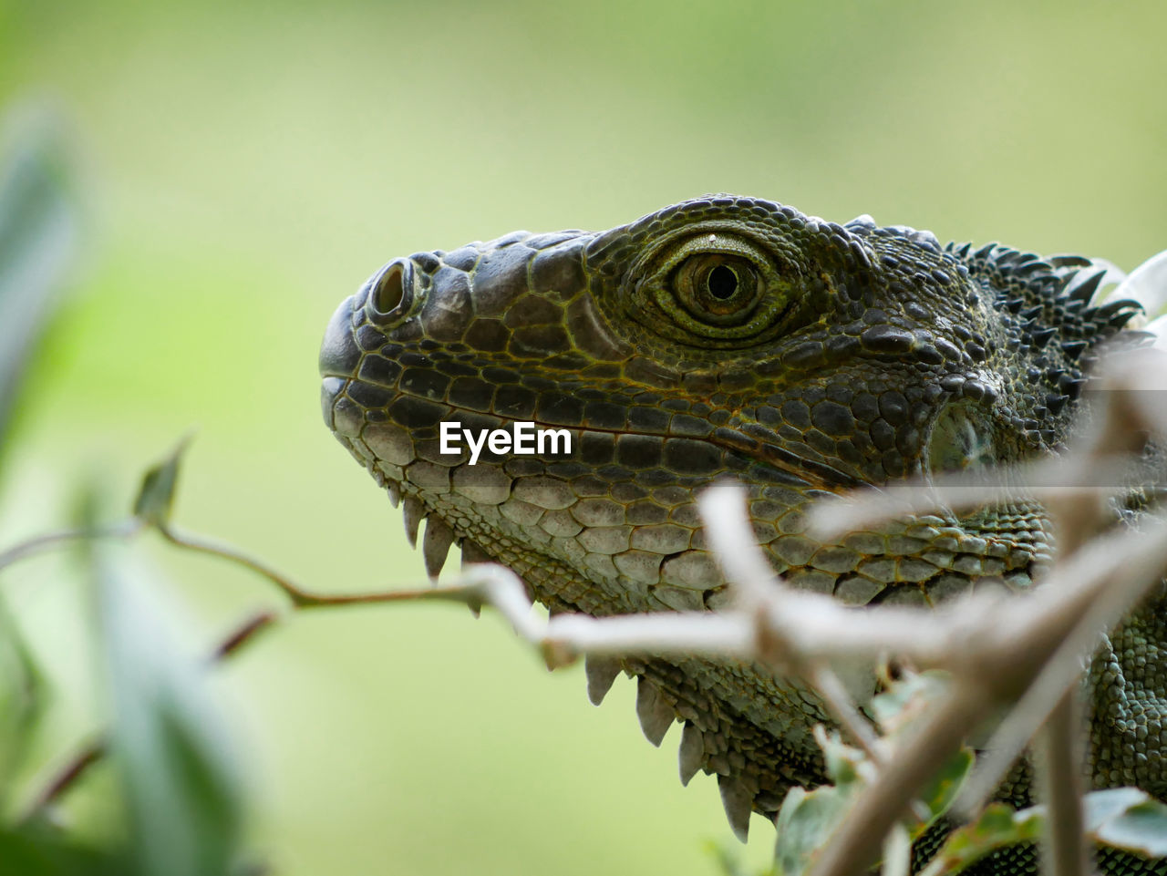 CLOSE-UP OF LIZARD