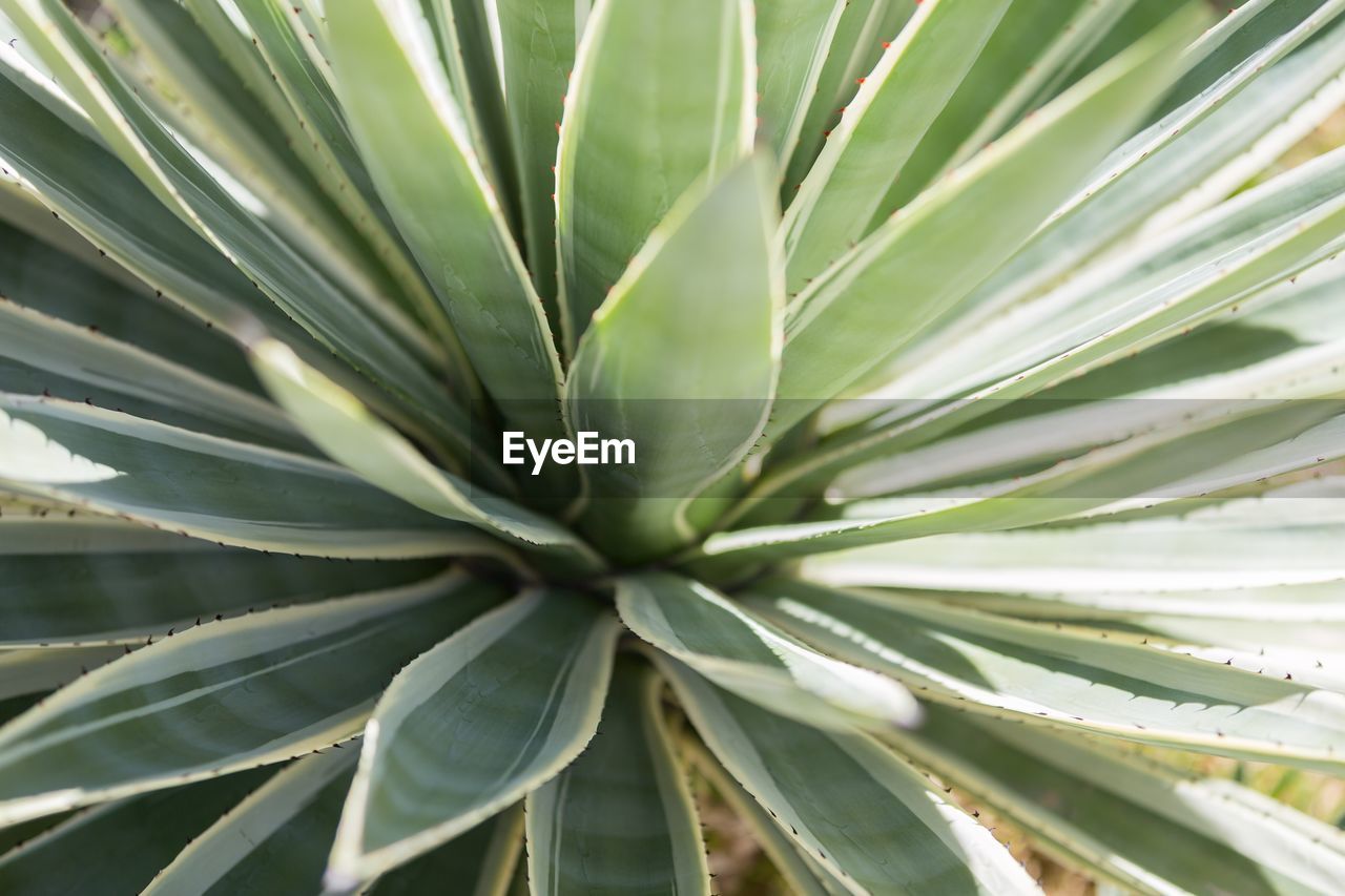 CLOSE-UP VIEW OF LEAVES