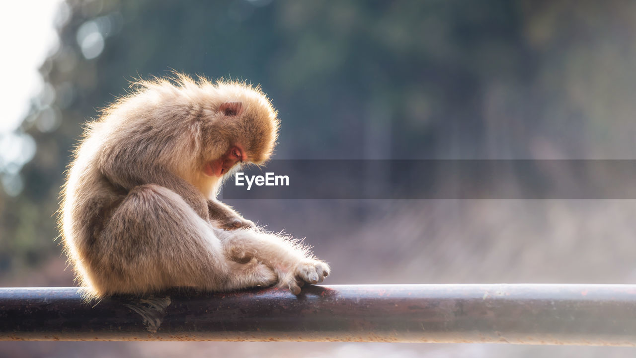Japanese snow monkey macaque parent taken flea or tick off to its baby against fog and sunset