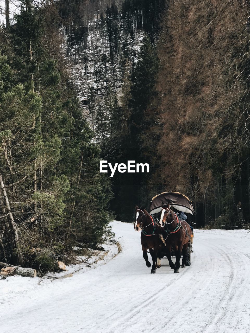 Horse cart on snow covered road