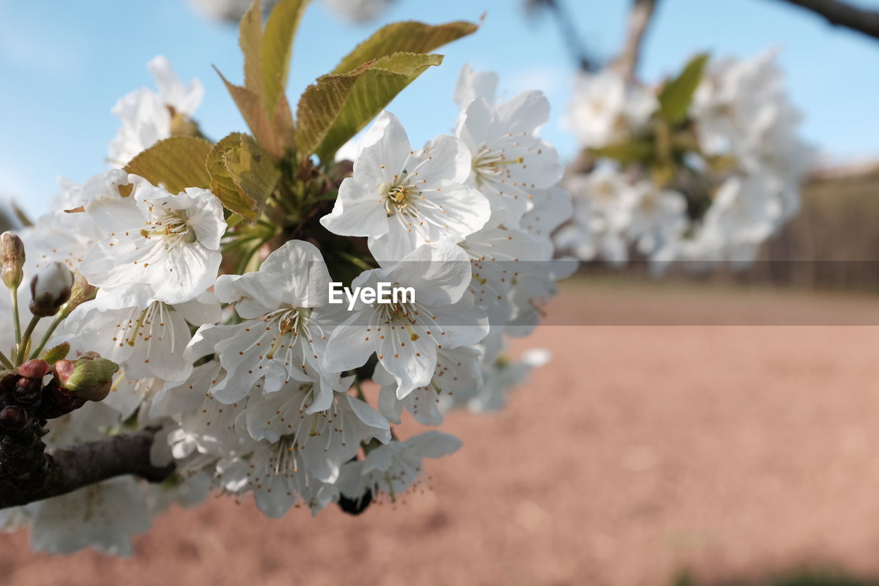 Close-up of cherry blossoms against sky