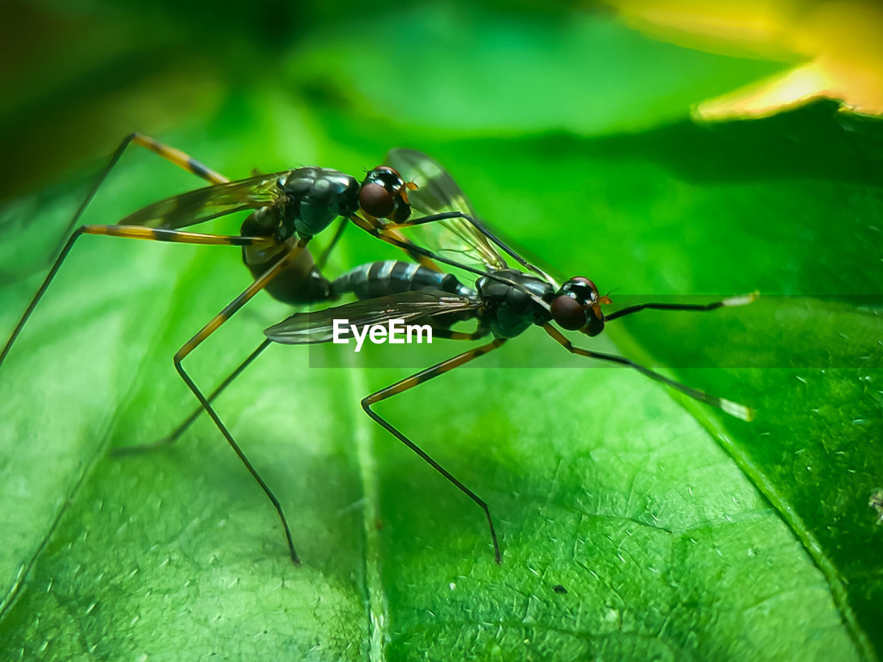 Two insects that are mating on a leaf, in a photo during the day