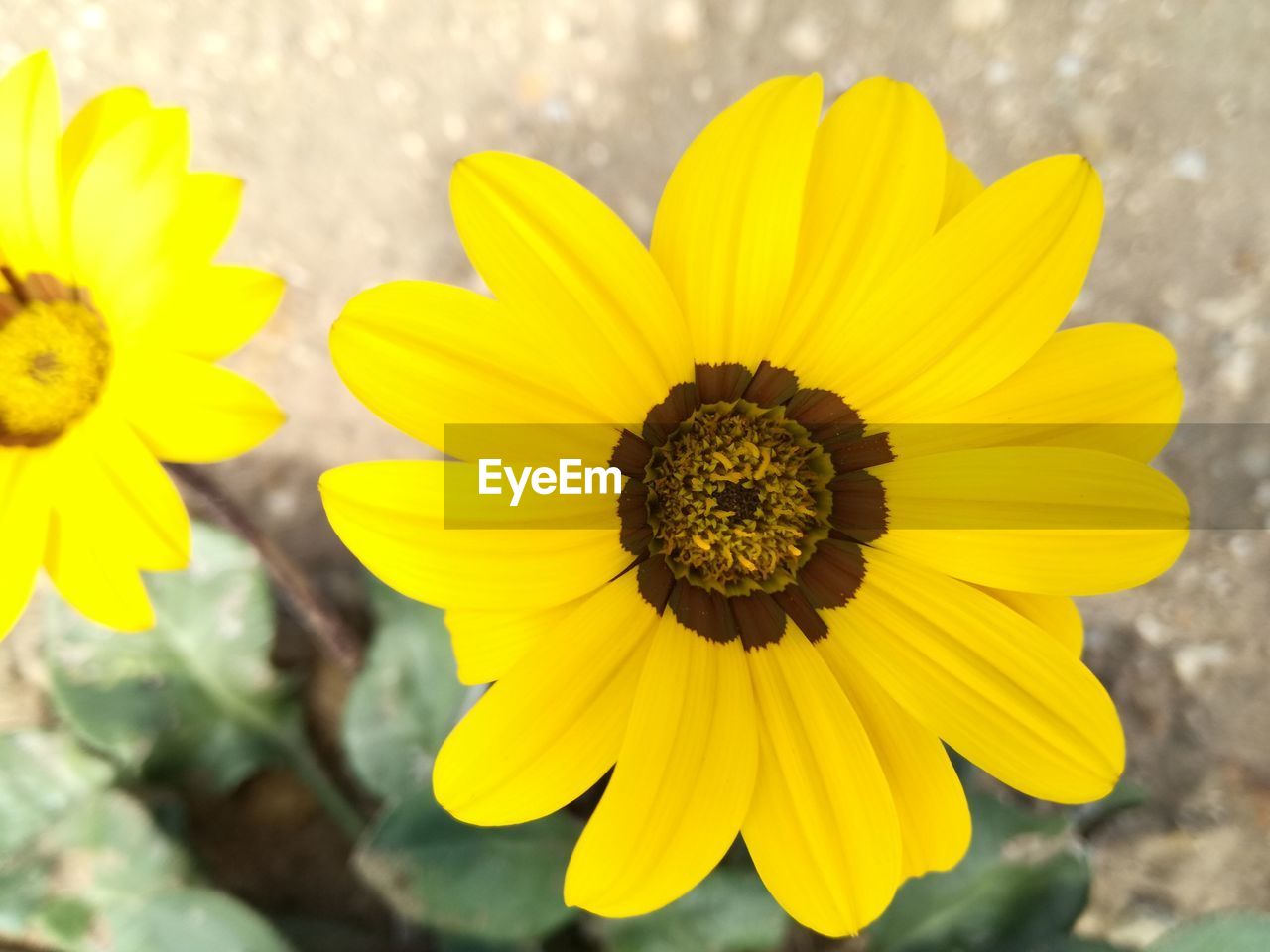 CLOSE-UP OF YELLOW FLOWER BLOOMING
