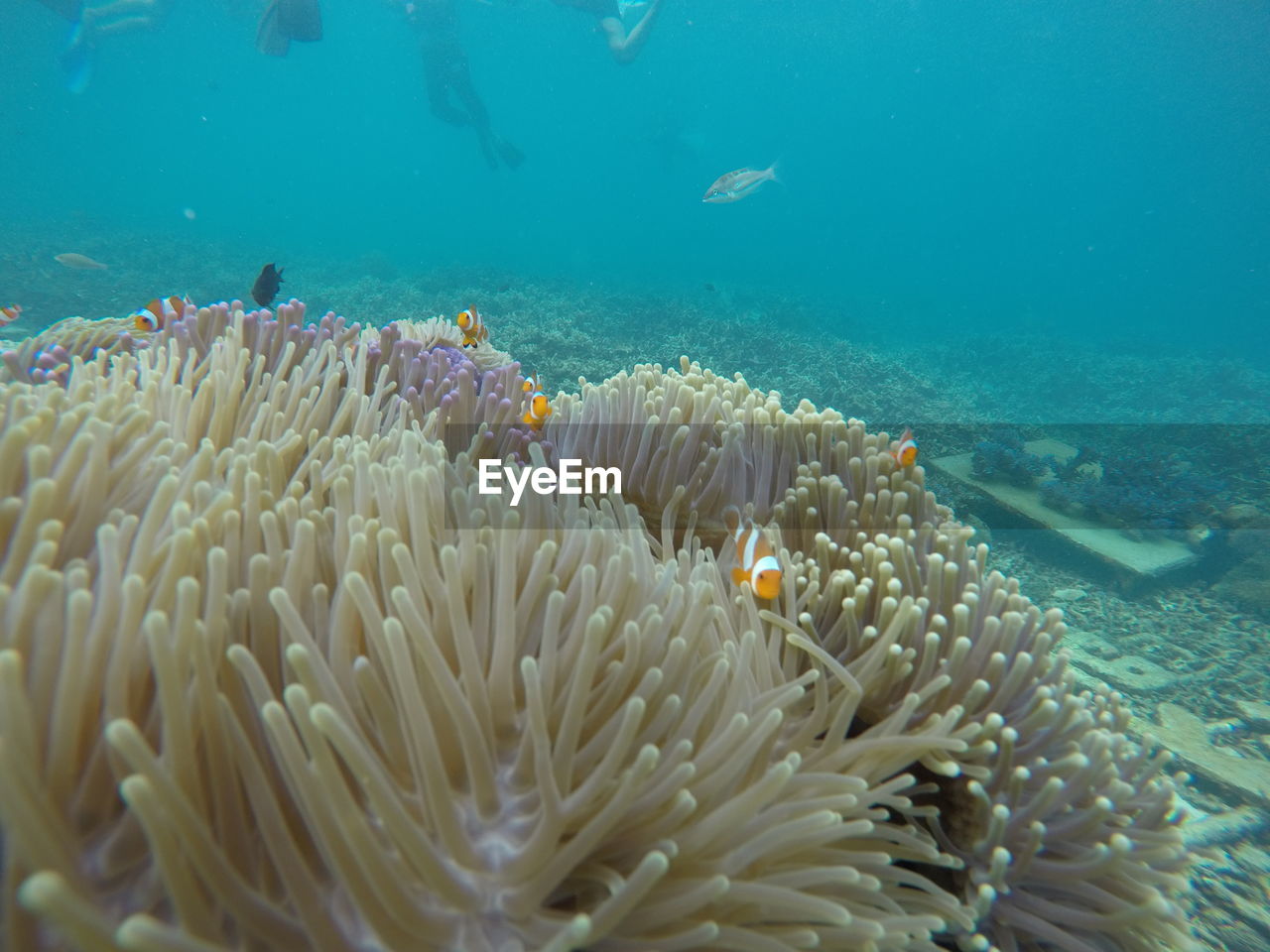 Fish swimming in sea