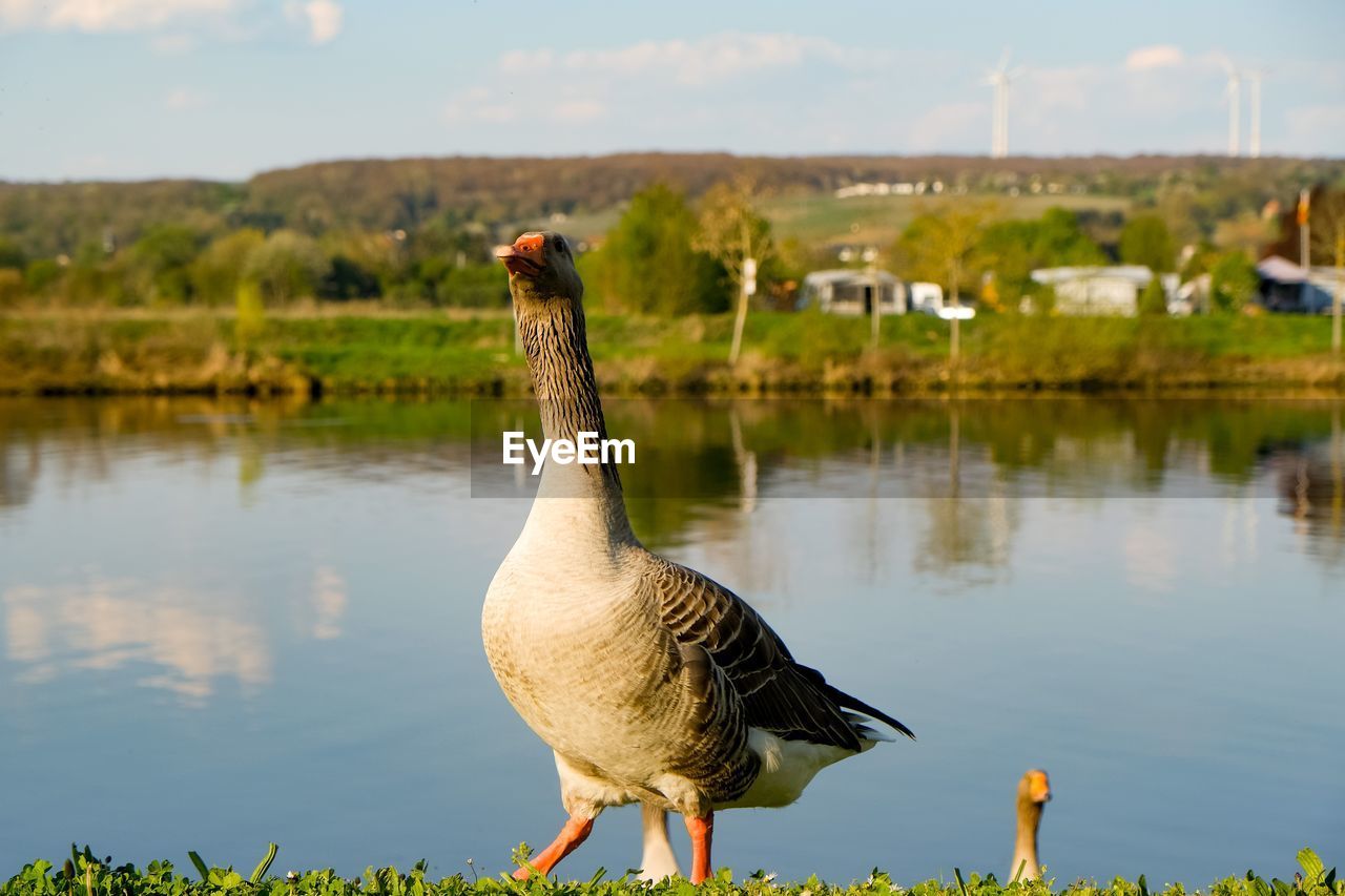 VIEW OF A BIRD ON LAKE