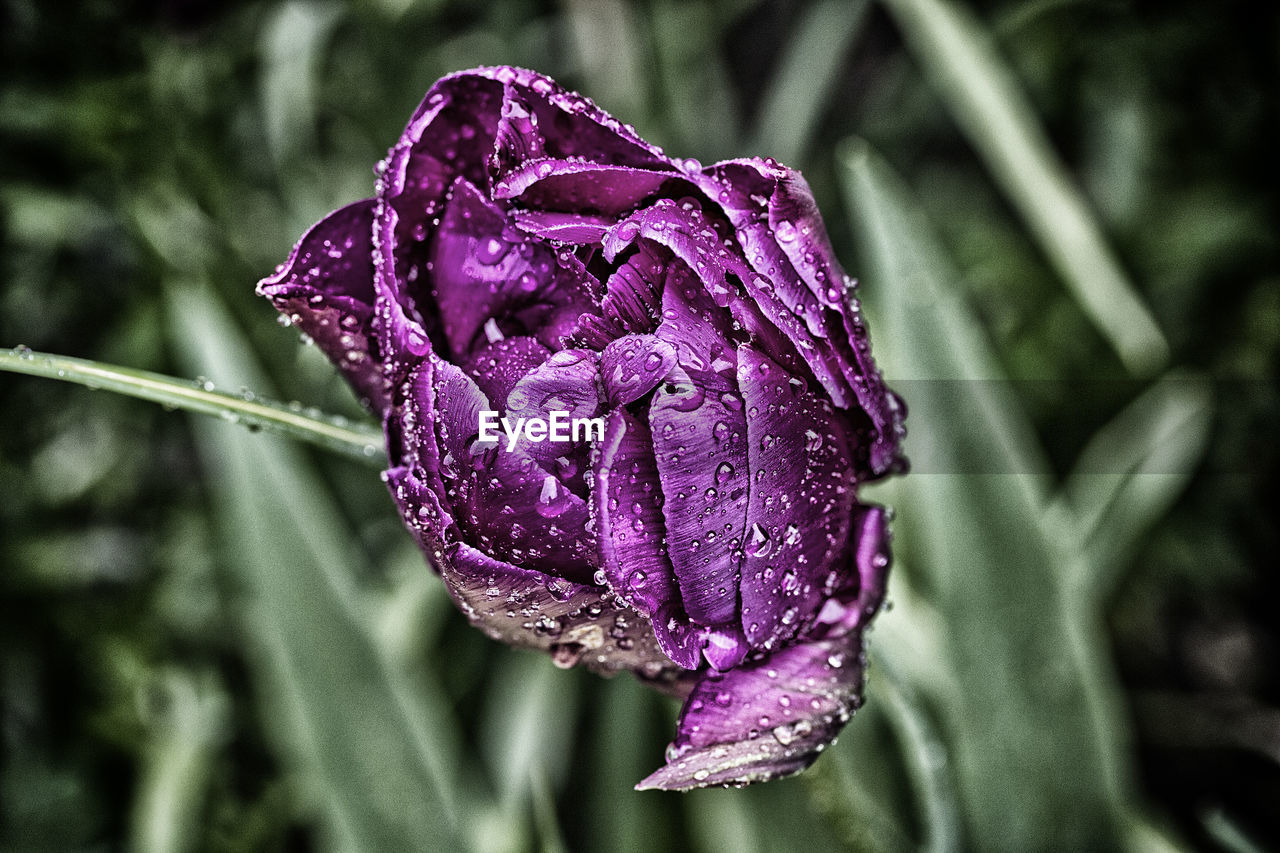 Close-up of wet purple flower blooming in park