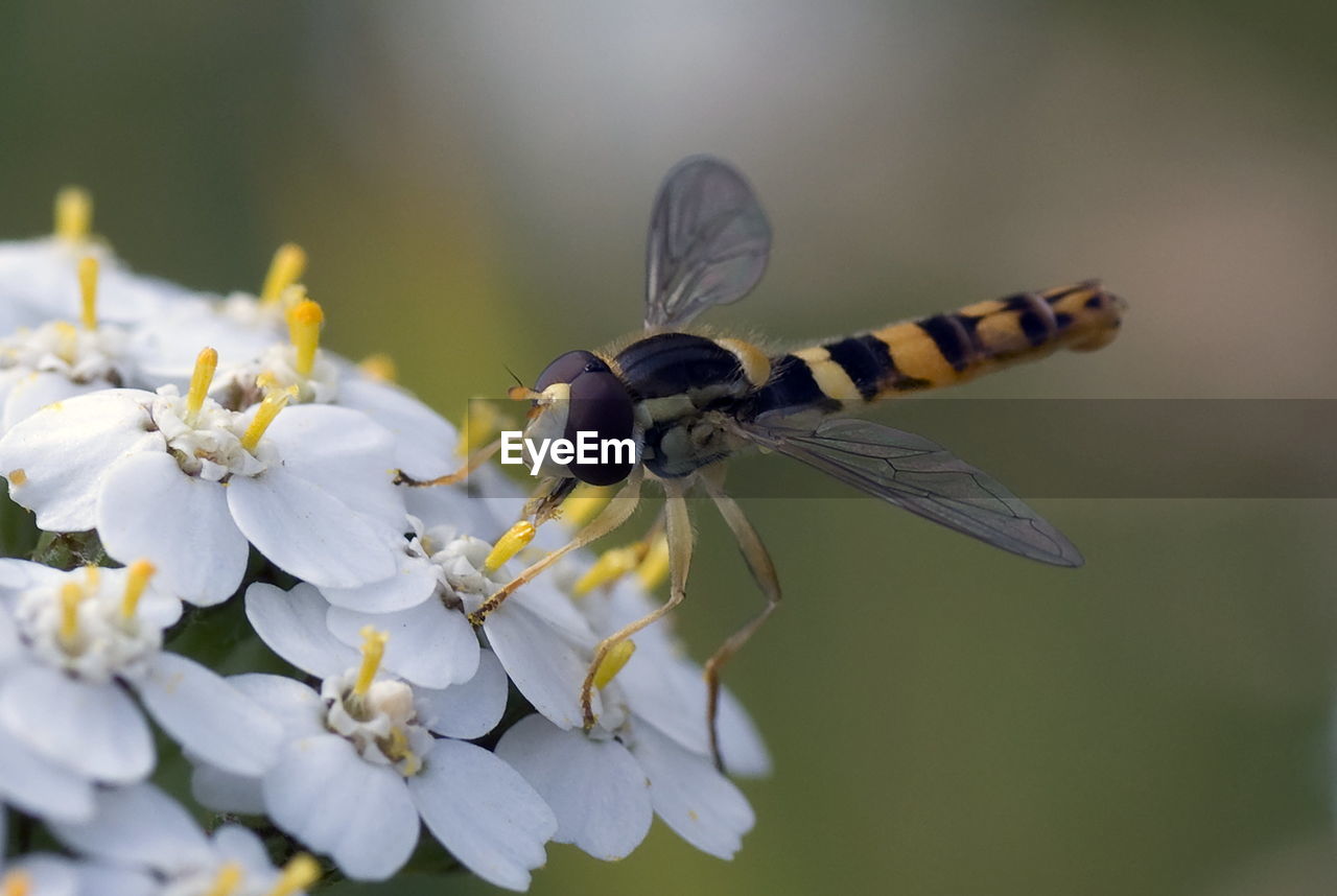 CLOSE-UP OF HONEY BEE ON FLOWER