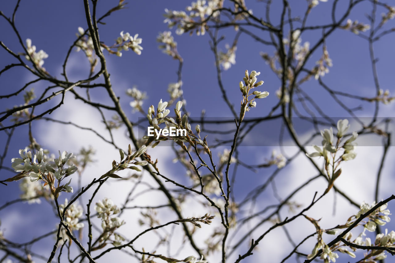 plant, tree, branch, flower, blossom, spring, nature, beauty in nature, no people, sky, winter, low angle view, flowering plant, twig, growth, springtime, focus on foreground, day, outdoors, sunlight, leaf, fragility, blue, freshness, white, tranquility