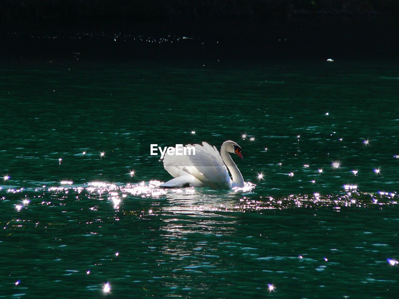 Swan swimming in lake