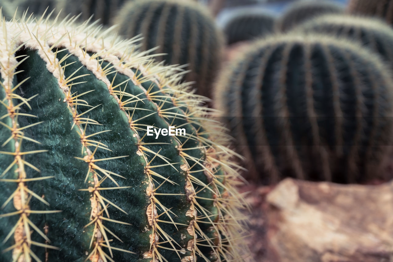 CLOSE-UP OF CACTUS PLANT