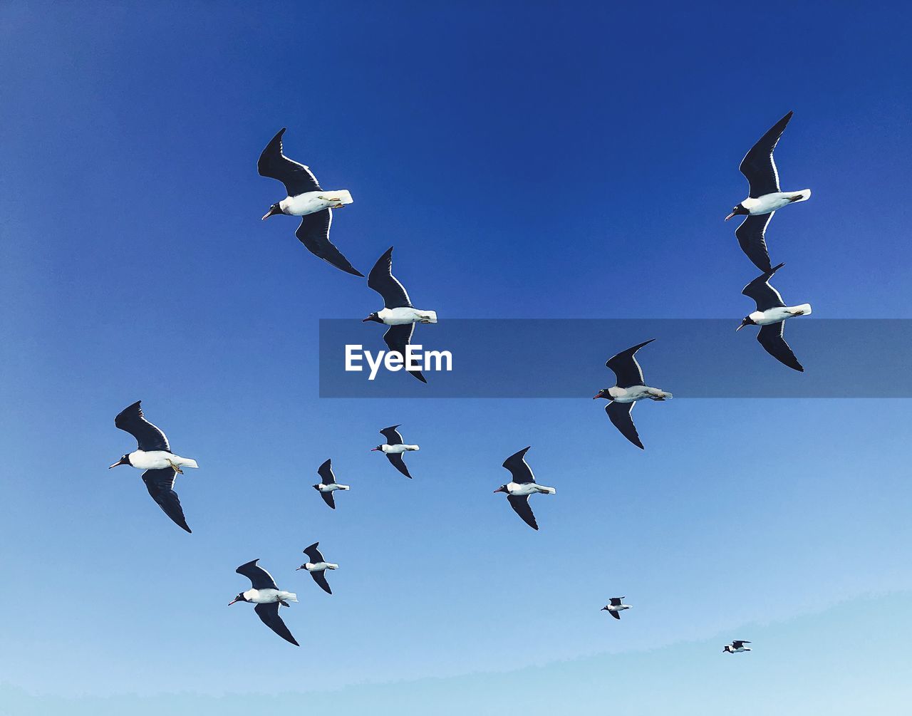 Low angle view of birds flying against clear sky