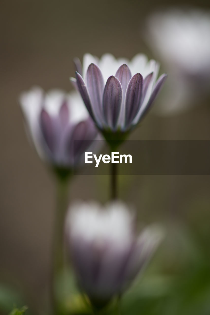 Close-up of purple crocus blooming outdoors