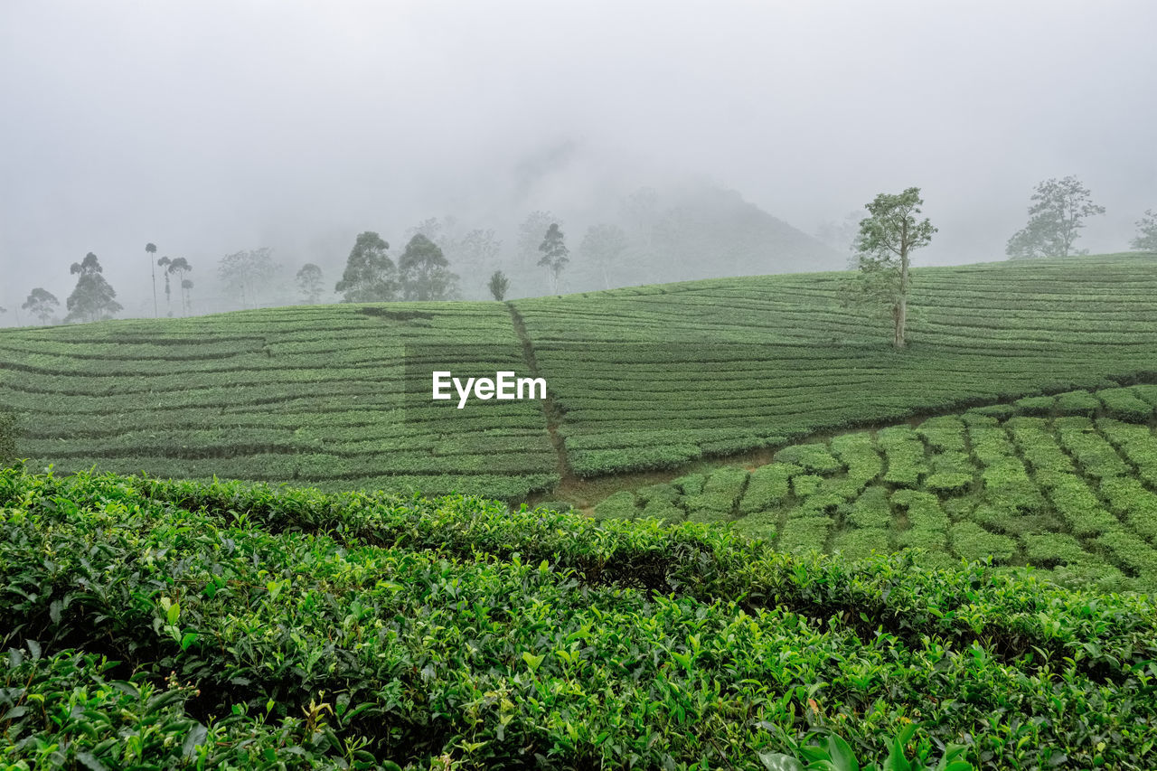 Scenic view of agricultural field during foggy weather