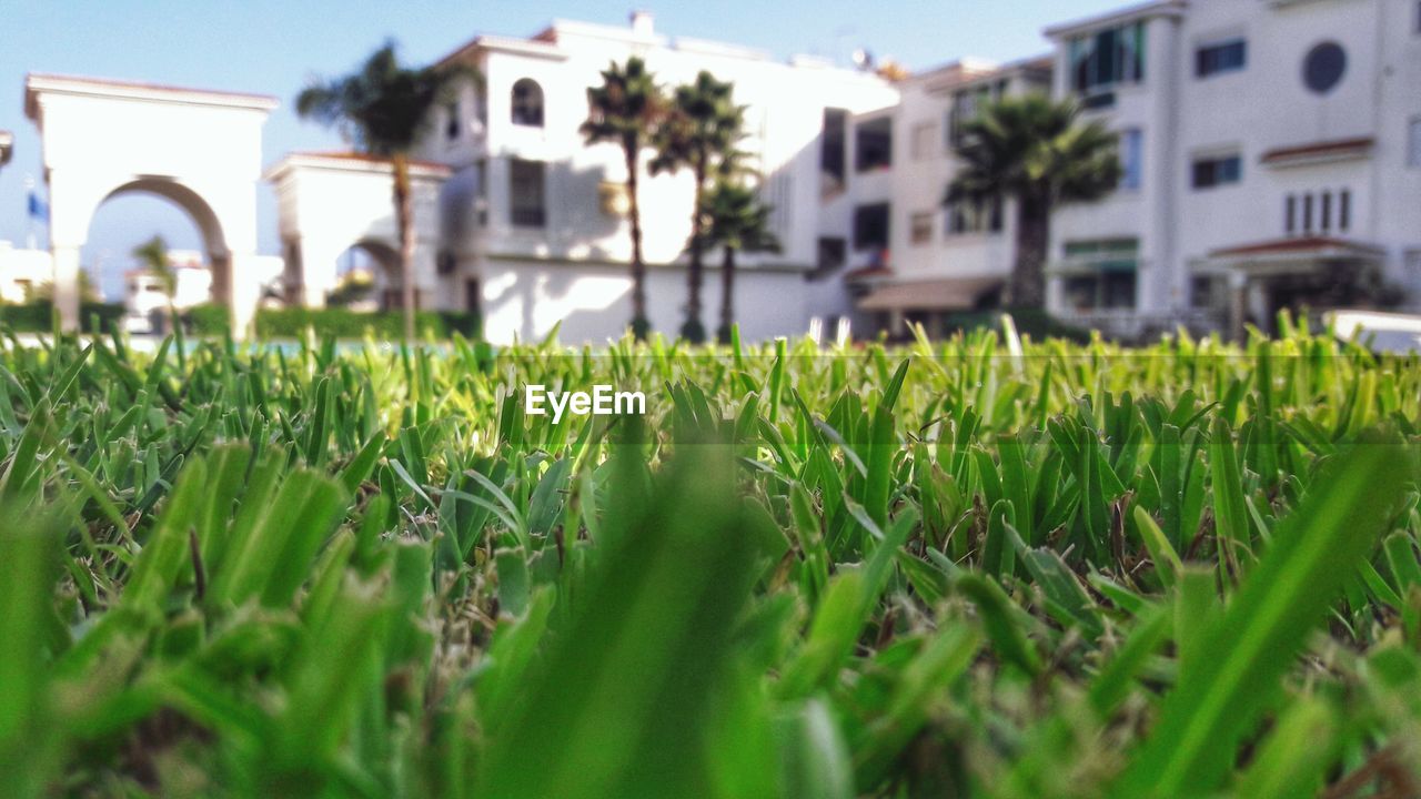 CLOSE-UP OF CROP GROWING IN FIELD