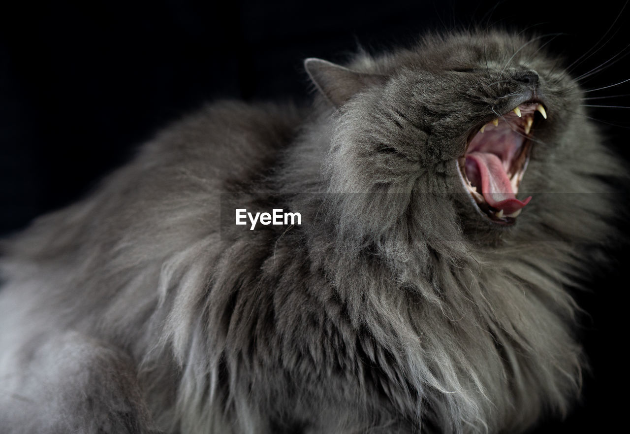 CLOSE-UP OF A CAT YAWNING