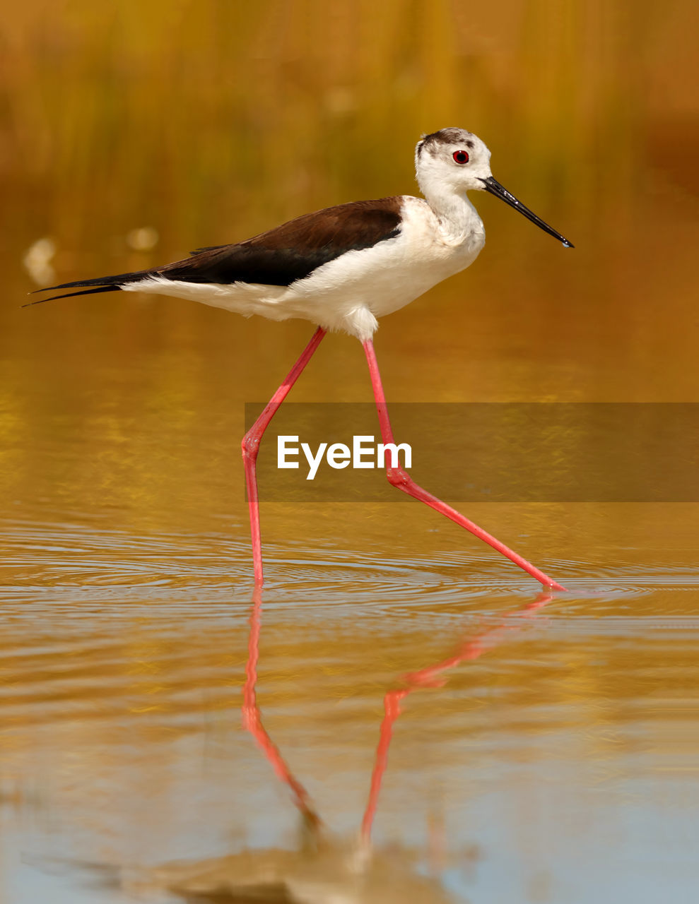 BIRD IN A LAKE