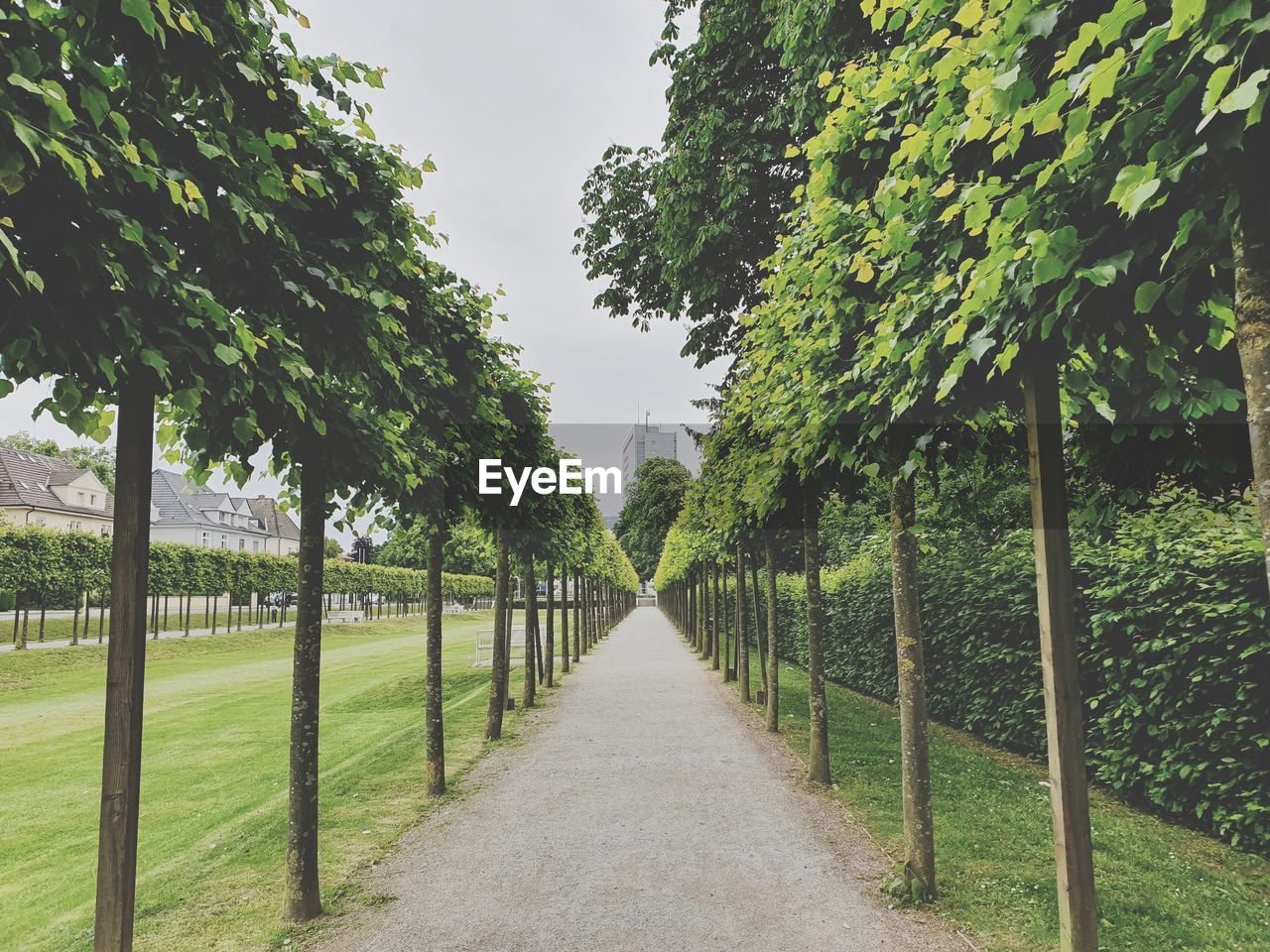 Footpath amidst trees against sky