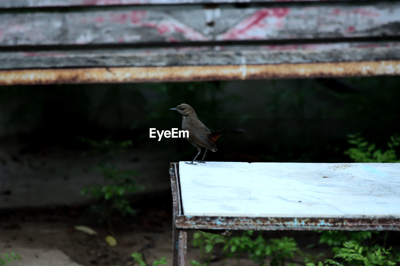 High angle view of indian robin perching on rusty table