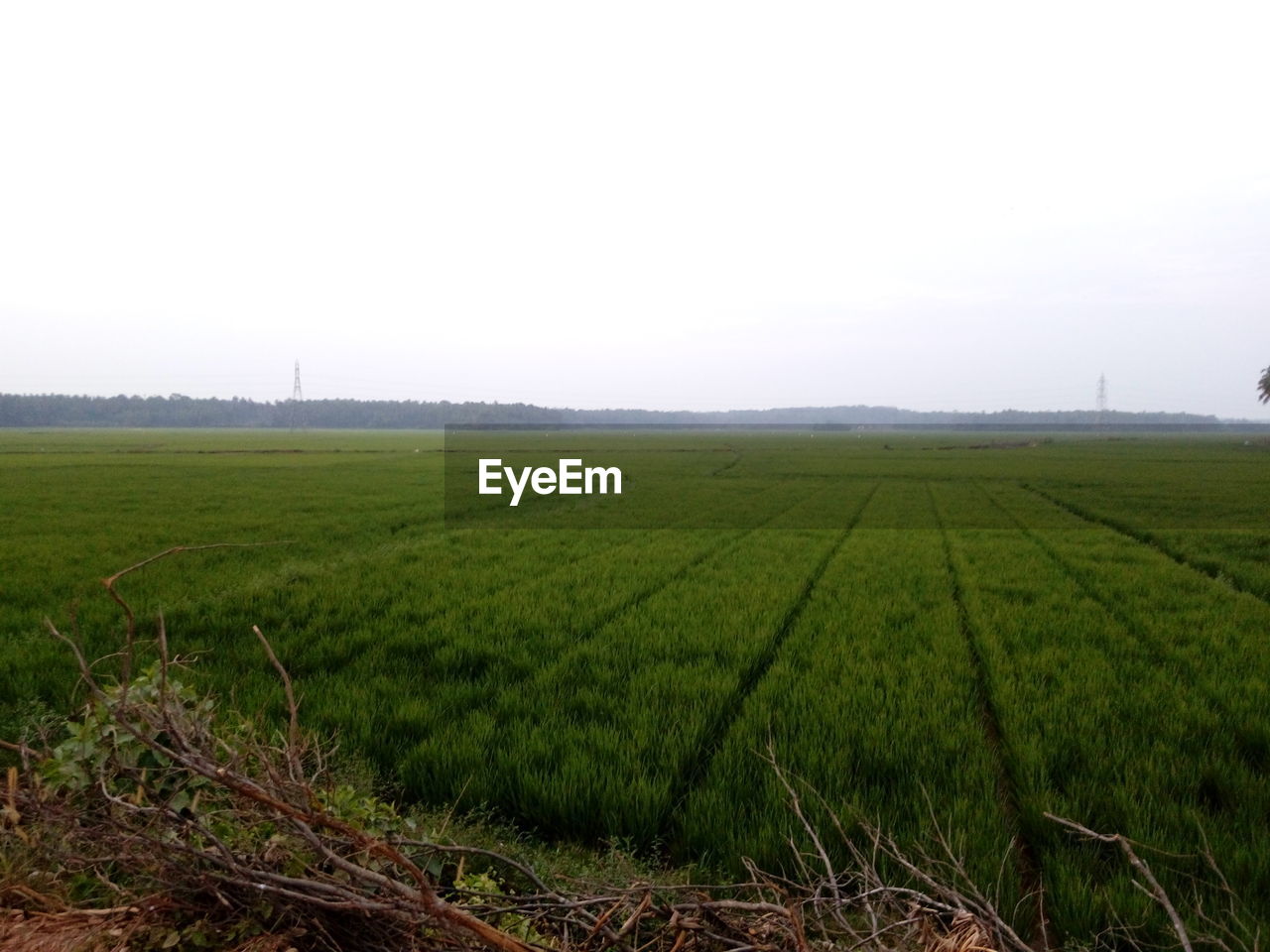 CROP IN FIELD AGAINST CLEAR SKY