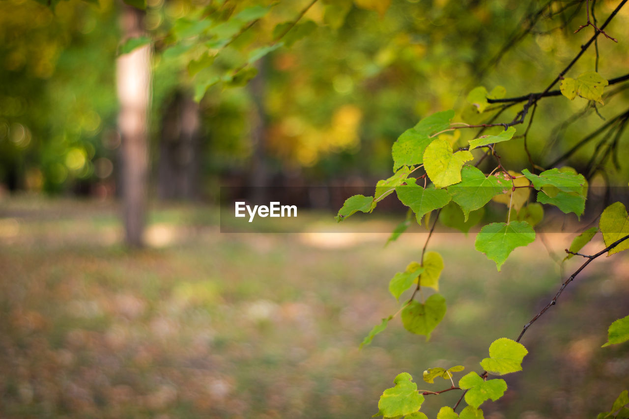 CLOSE-UP OF YELLOW LEAVES ON TREE