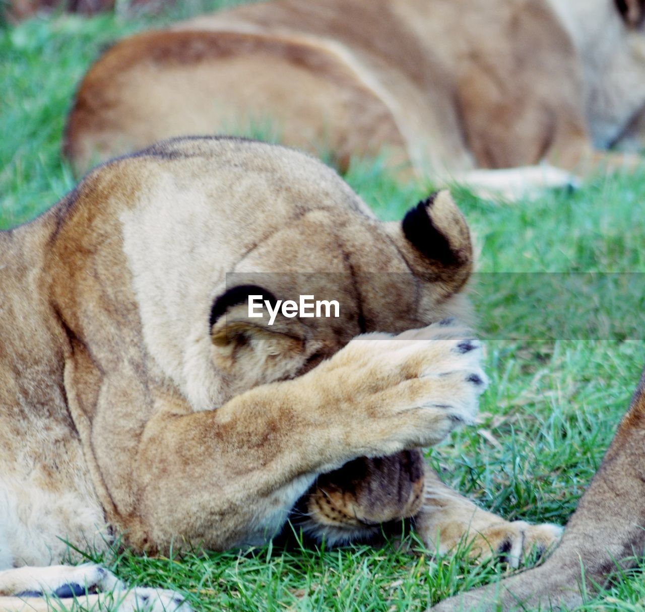 Lions resting on grassy field