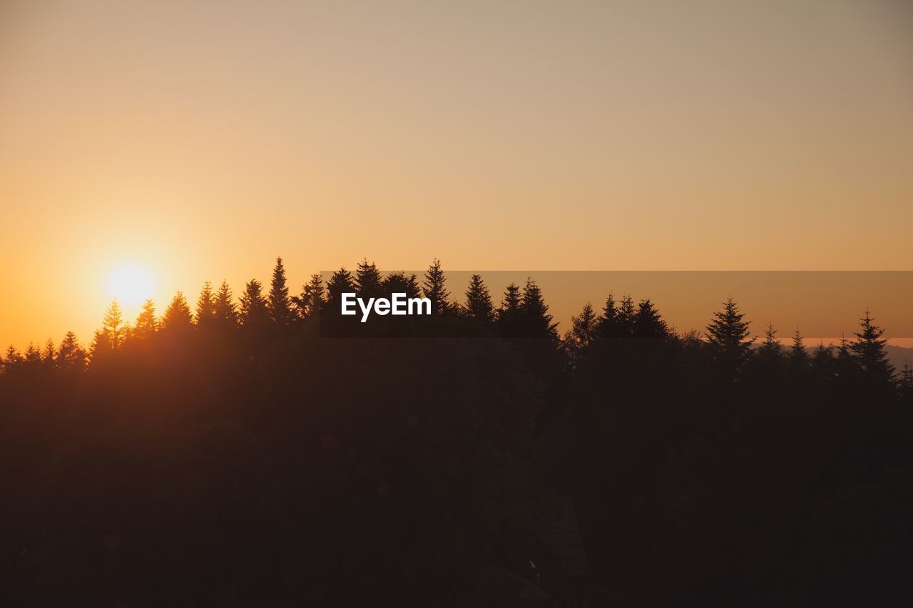 Silhouette trees against clear sky during sunset