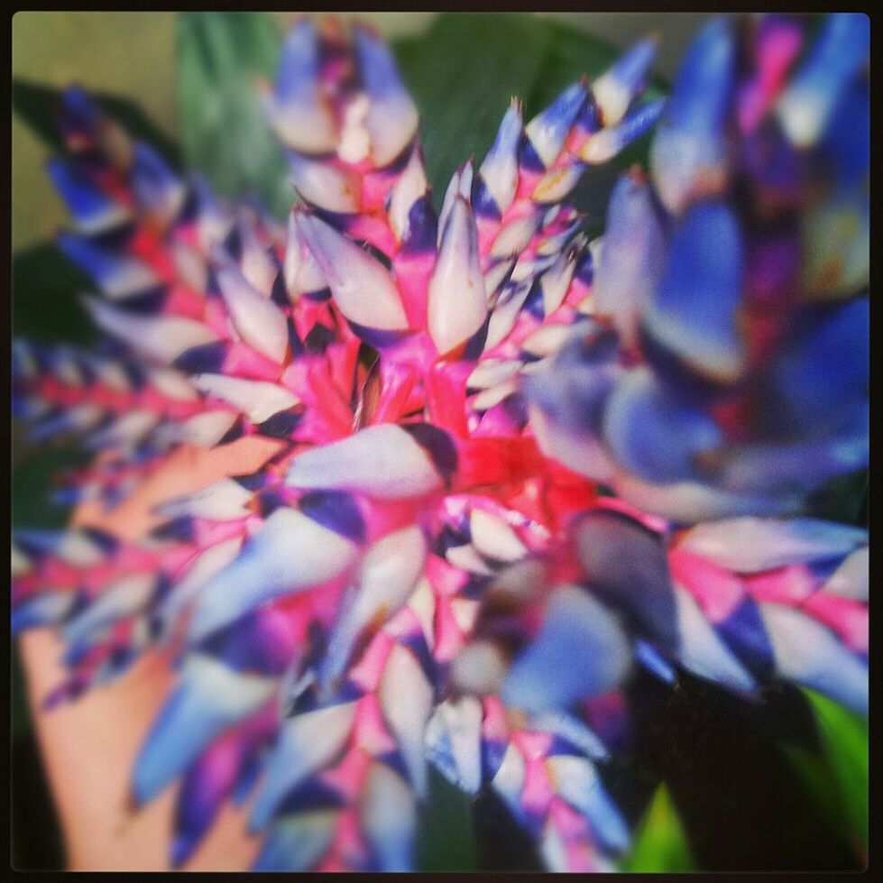 CLOSE-UP OF FLOWERS AGAINST BLURRED BACKGROUND