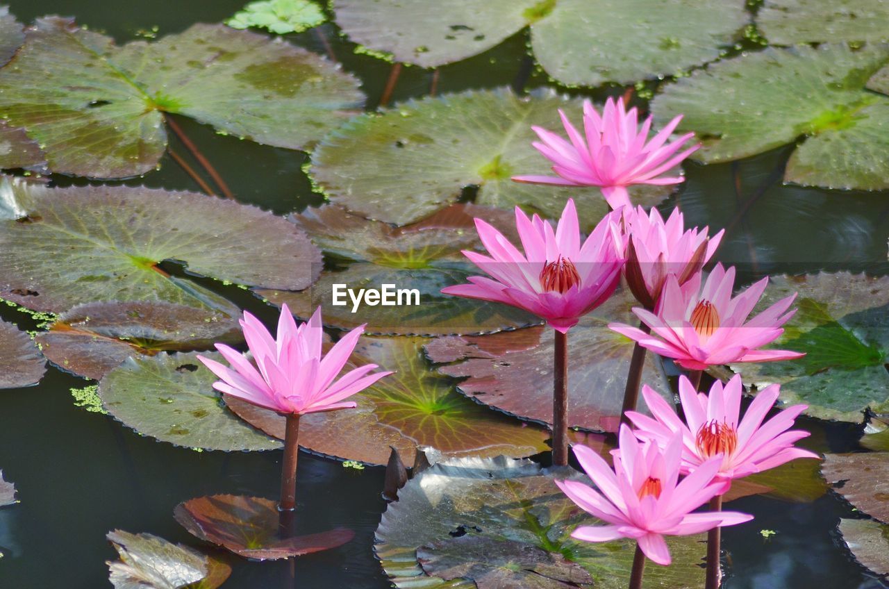 CLOSE-UP OF PINK WATER LILY IN POND