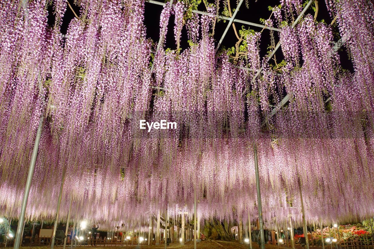 LOW ANGLE VIEW OF ILLUMINATED TREES AT NIGHT