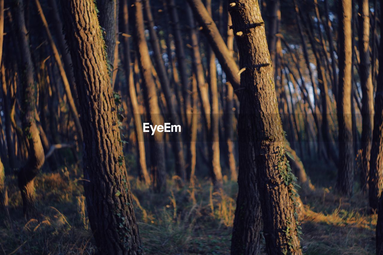 Panoramic shot of trees in forest