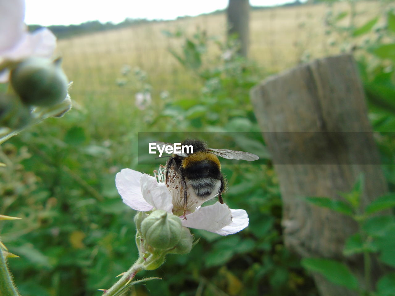 CLOSE-UP OF HONEY BEE ON FLOWER