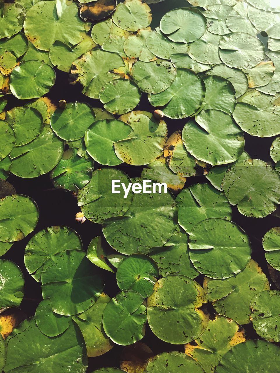 Full frame shot of leaf in water