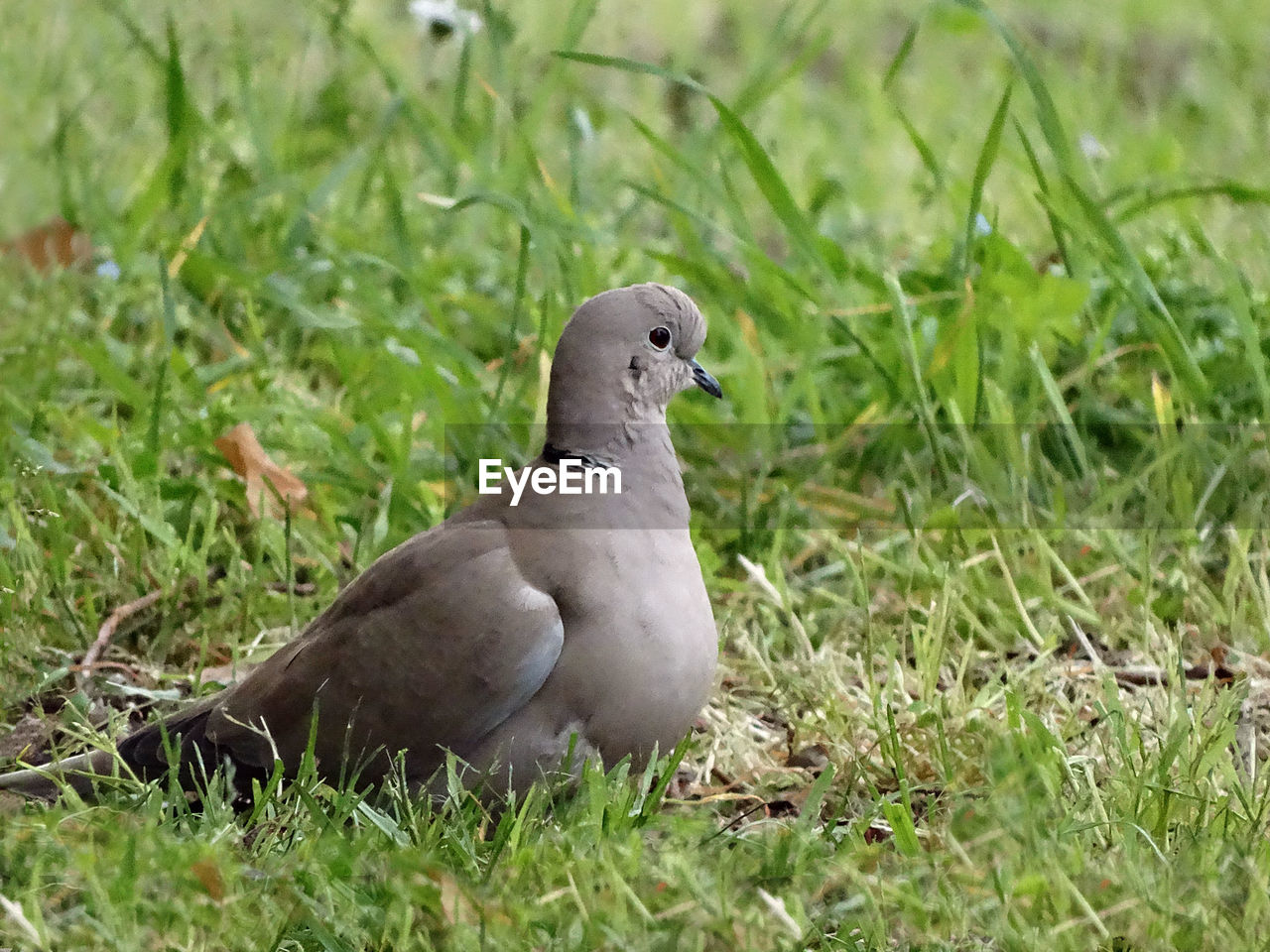 BIRD PERCHING ON FIELD