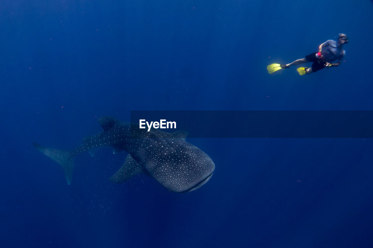 Person snorkeling by whale shark in sea