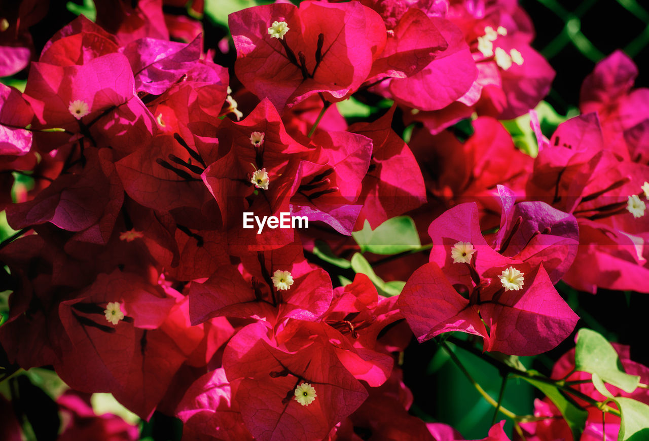Close-up of bougainvillea blooming outdoors