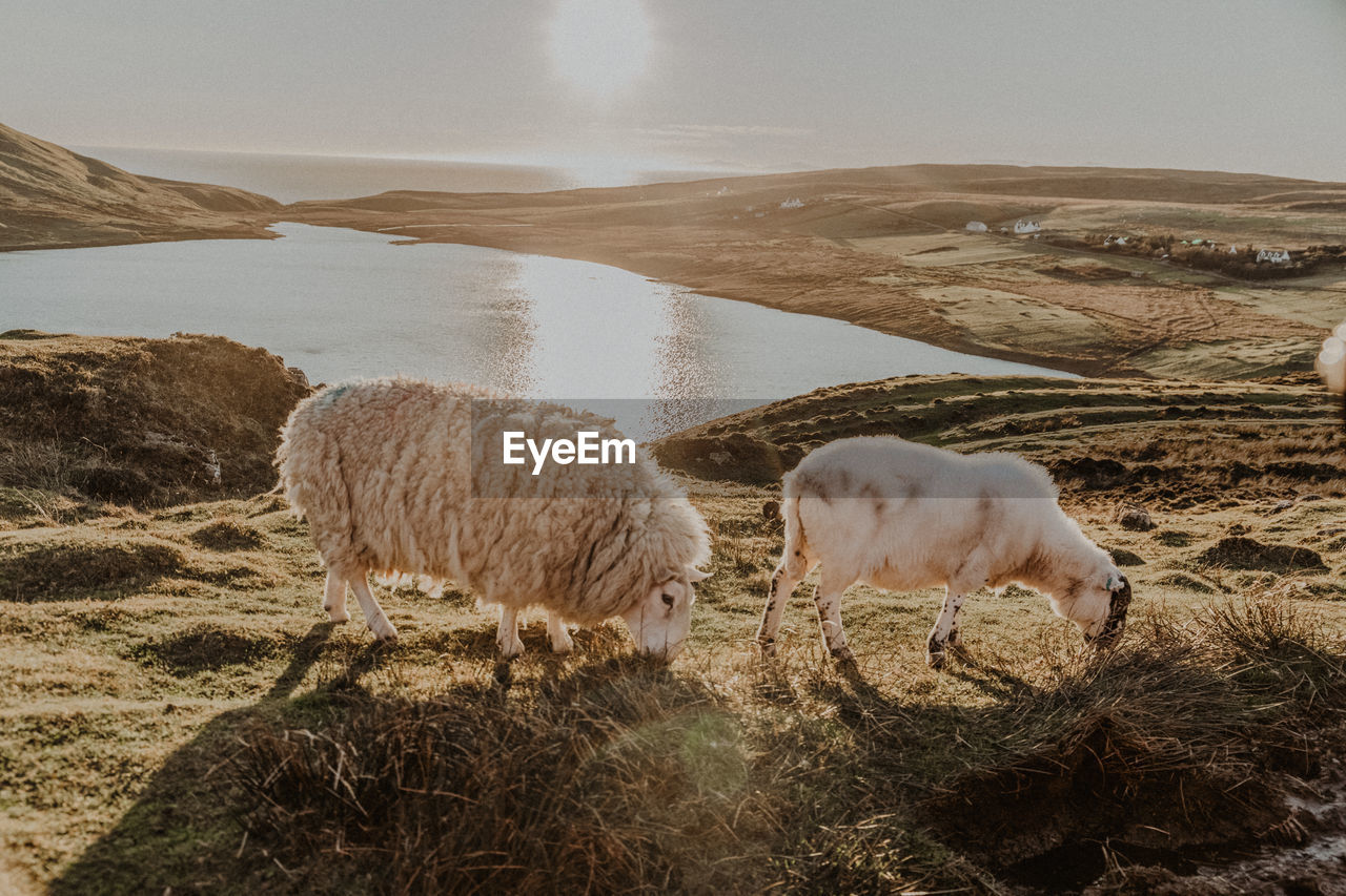 Sheep standing in countryside against mountain near small lake