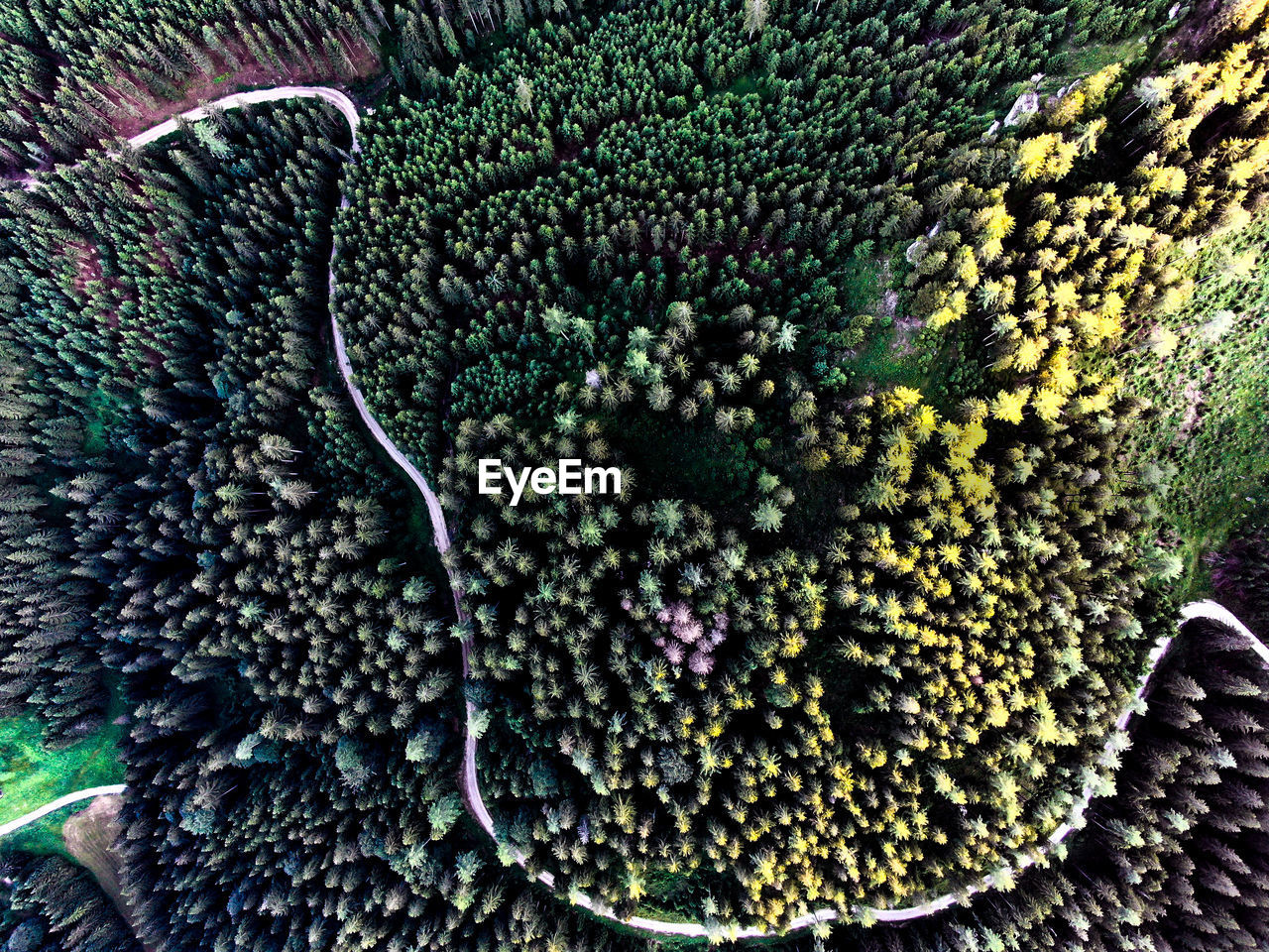 Aerial photo of the road in the woods