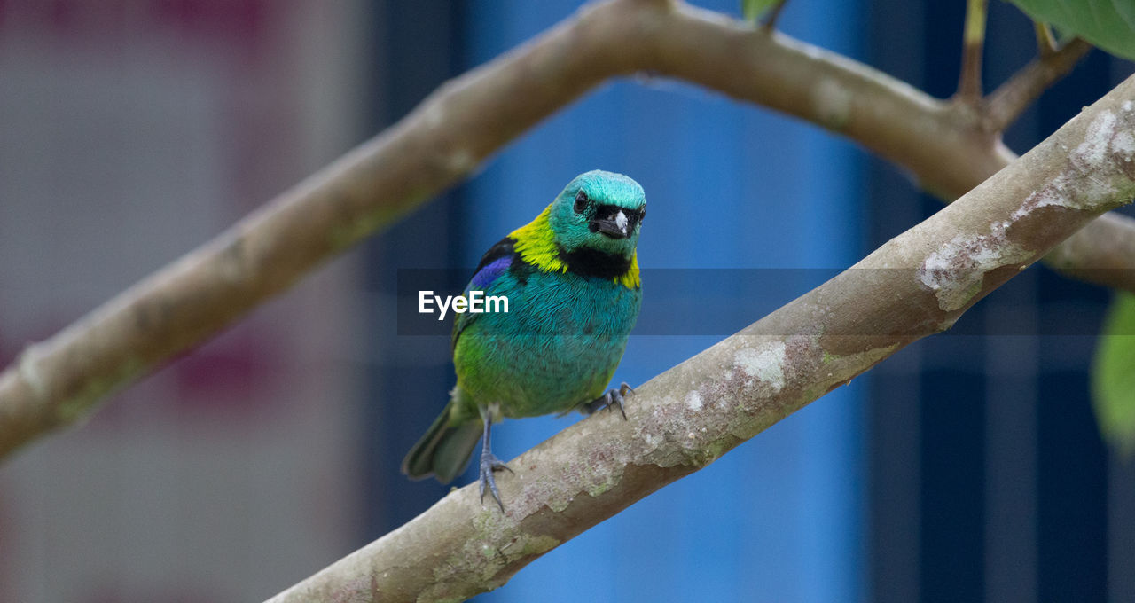 bird, animal themes, animal, animal wildlife, parakeet, one animal, perching, wildlife, beak, parrot, pet, green, branch, tree, blue, focus on foreground, nature, no people, yellow, outdoors, day, multi colored, beauty in nature