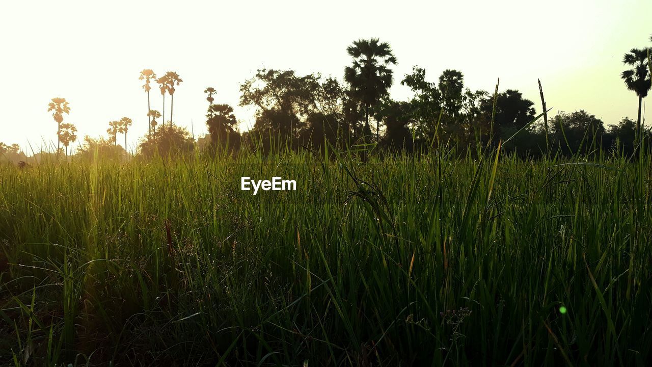CROPS GROWING ON FIELD