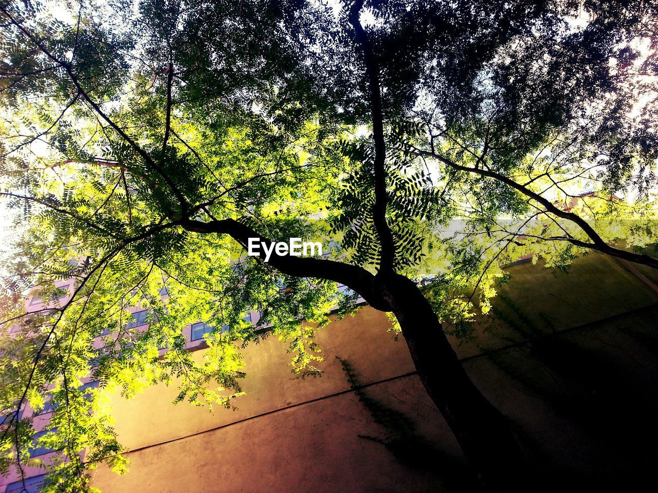 TREES GROWING ON A BRANCH