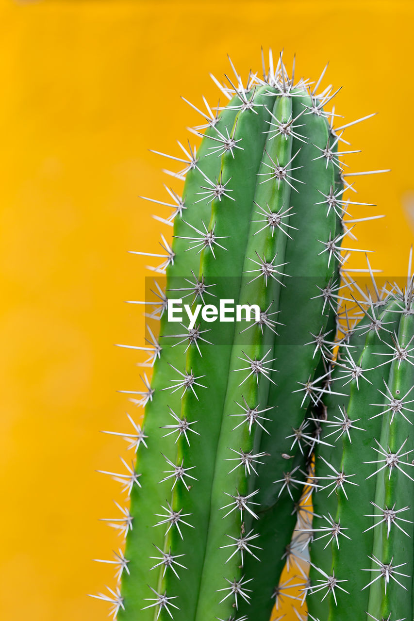 Cactus with sharp thorns, copy space.