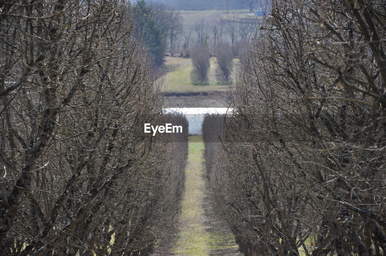 Trees on landscape