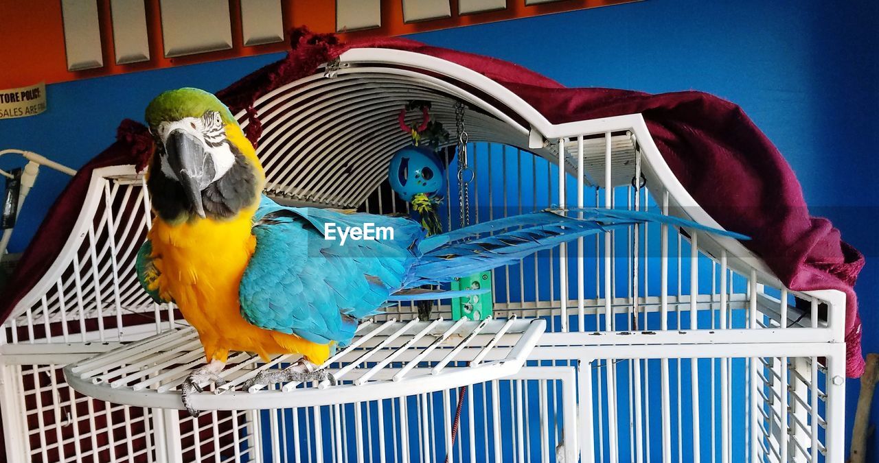 CLOSE-UP OF PARROT IN CAGE