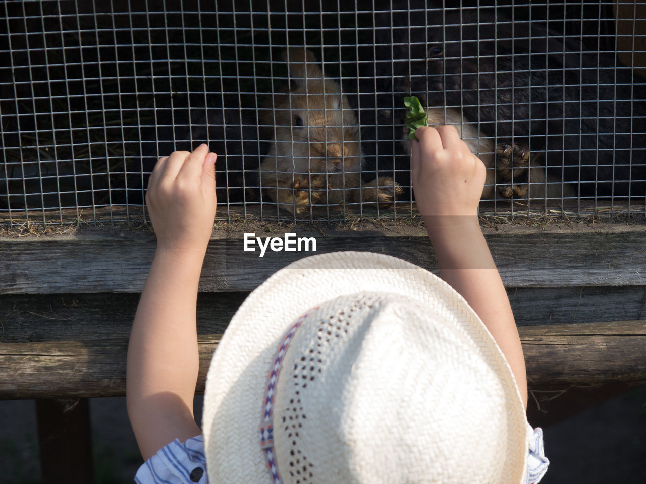 Rear view of child feeding rabbit in cage