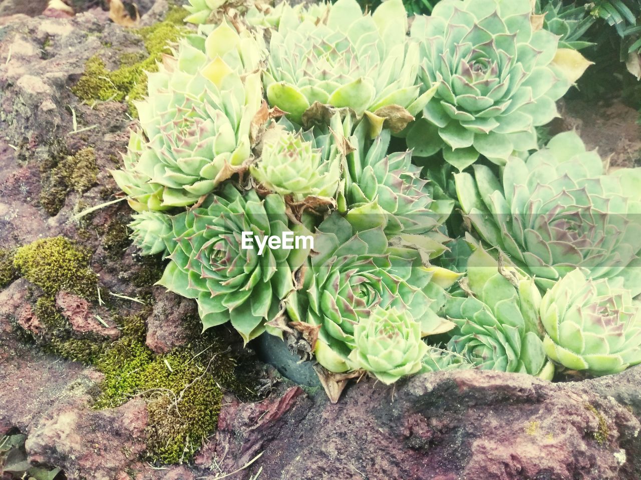 HIGH ANGLE VIEW OF PRICKLY PEAR CACTUS ON PLANT